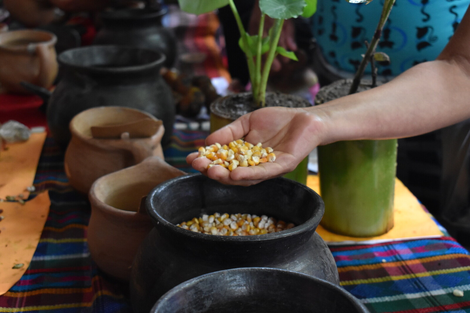 person holding out a hand of corn kernels above a ceramic pot. 