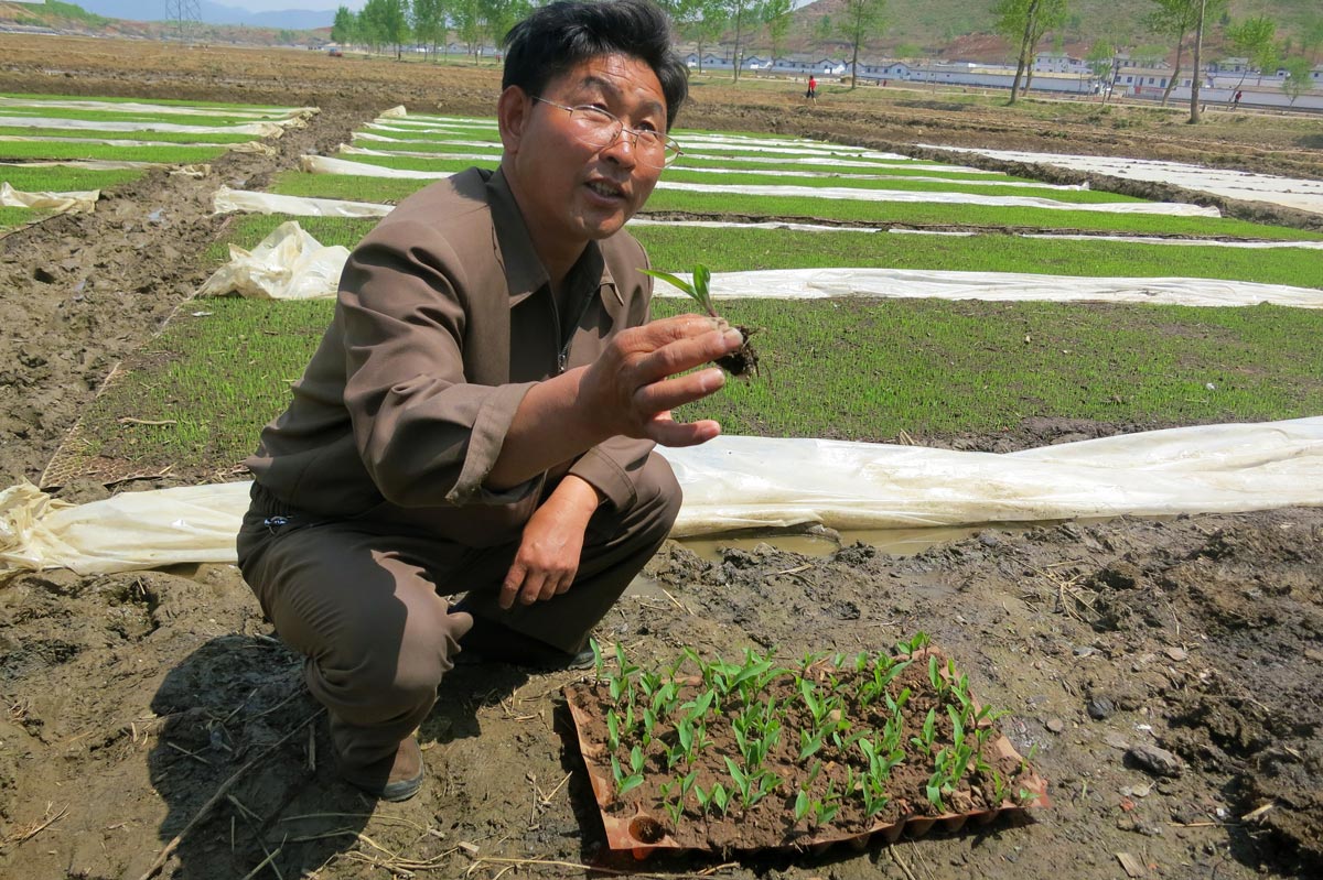 A North Korean farmer crouched in a sunny field demonstrating a tray for seedlings