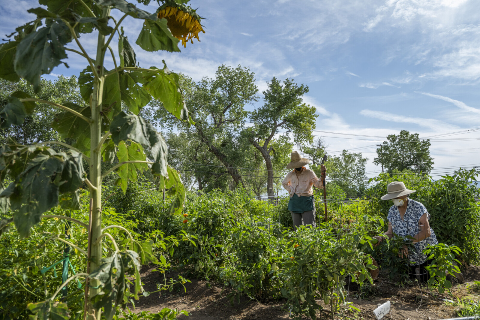 Two people on a farm. One stands holding a hoe. The other is kneeling.