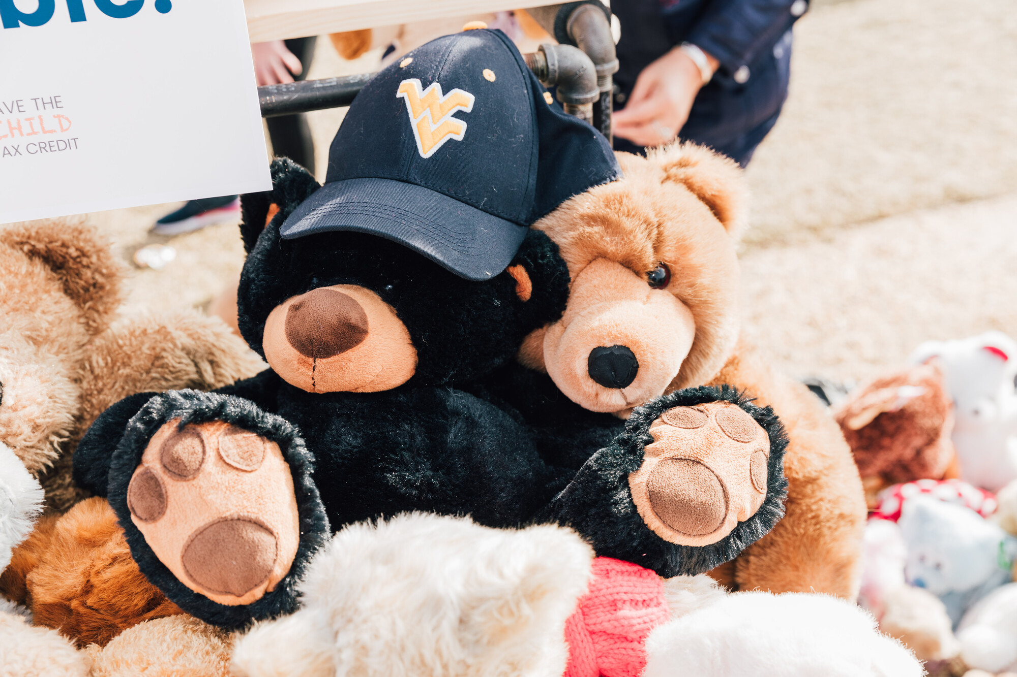 Teddy bears with WV hat