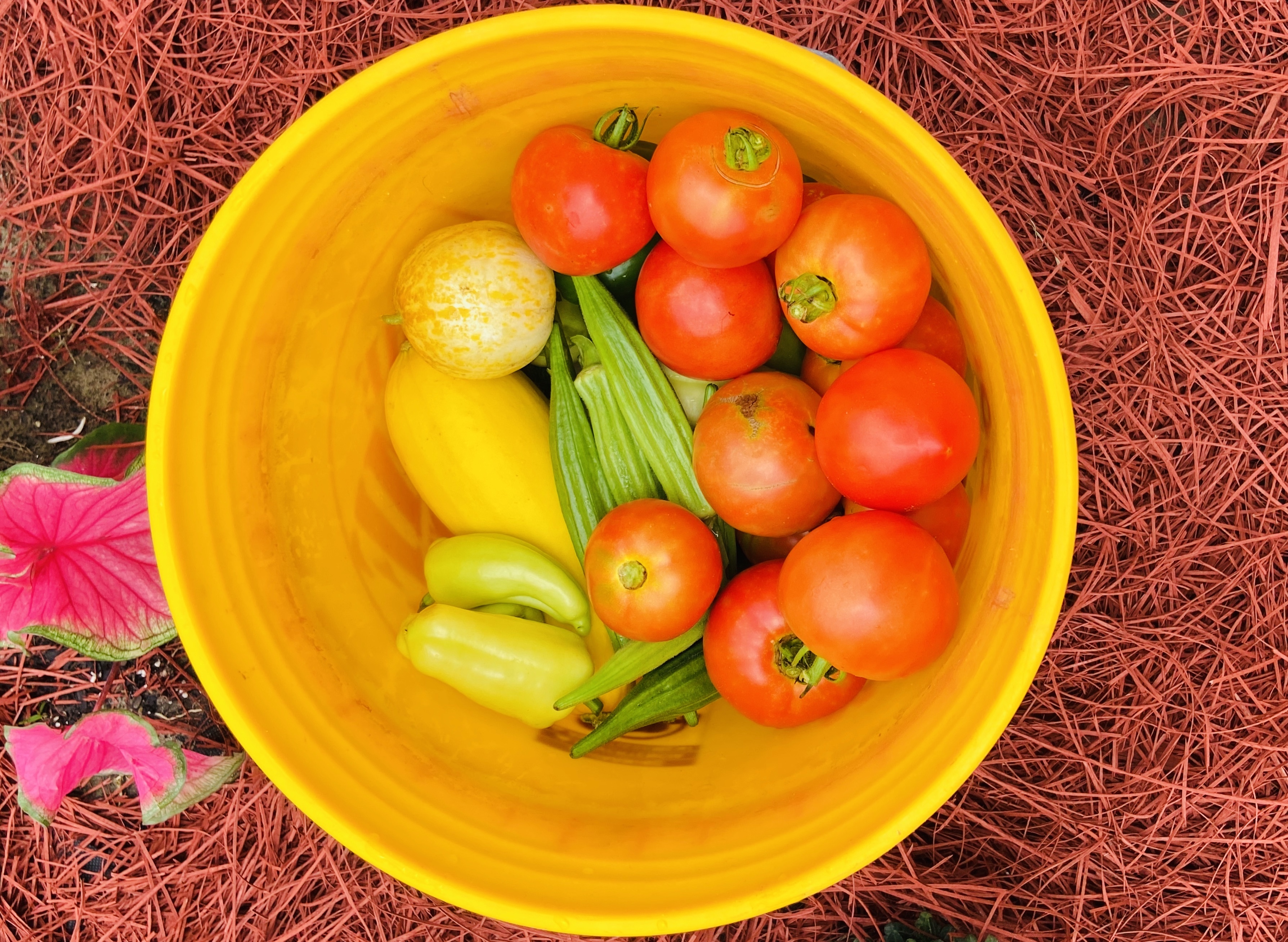 Picture of fresh picked vegetables in a bucket