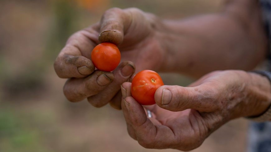hands holding cherry tomatoes