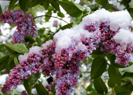 Lilacs with snow