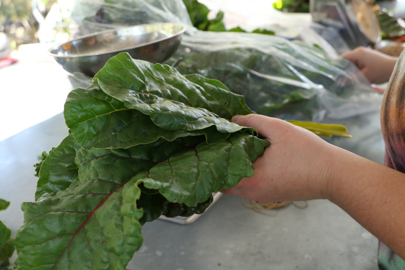 /sites/default/files/2024-12/pb_117519_farm-harvest-in-new-mexico-scr.jpg