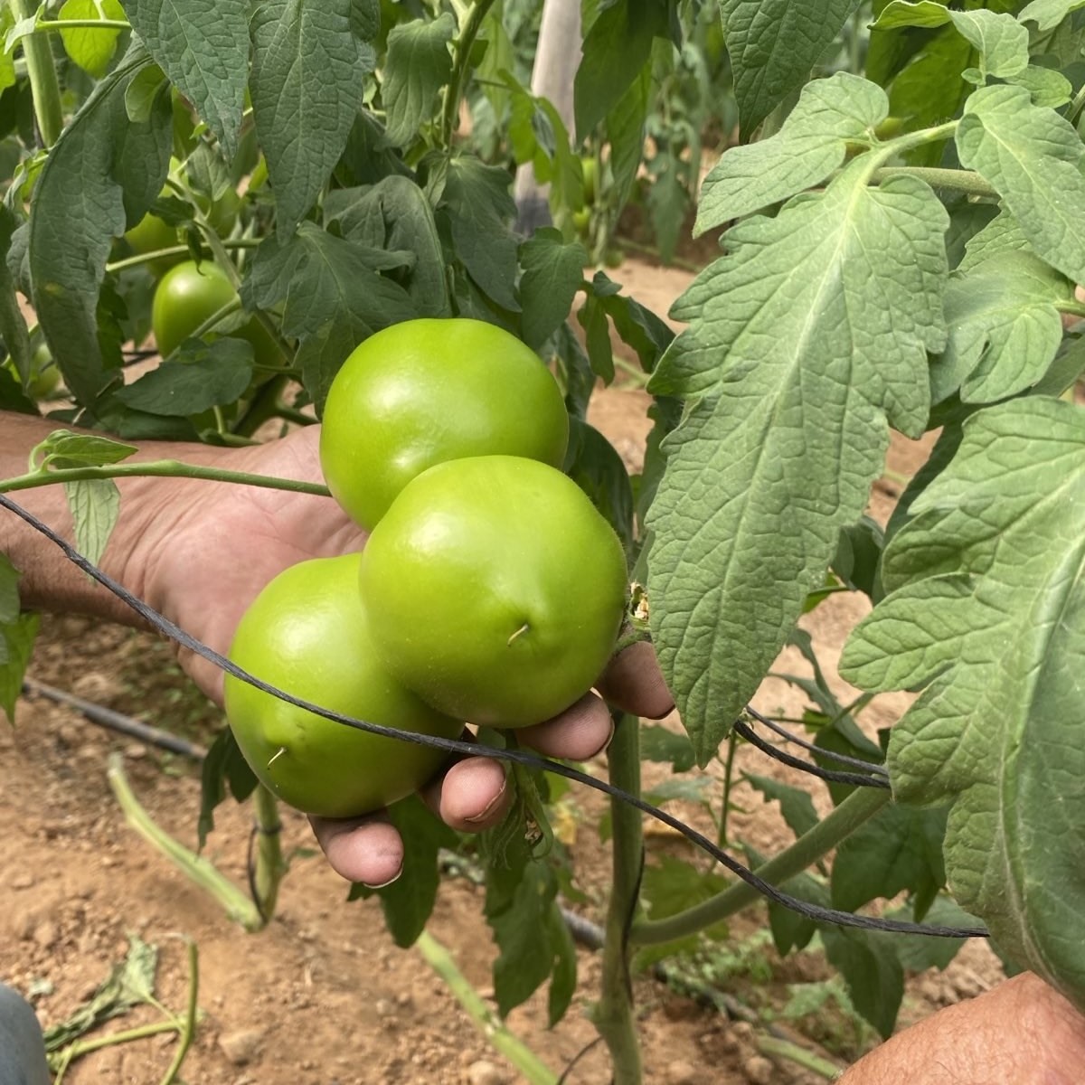 A Gaza farmer rebuilds from ashes of war