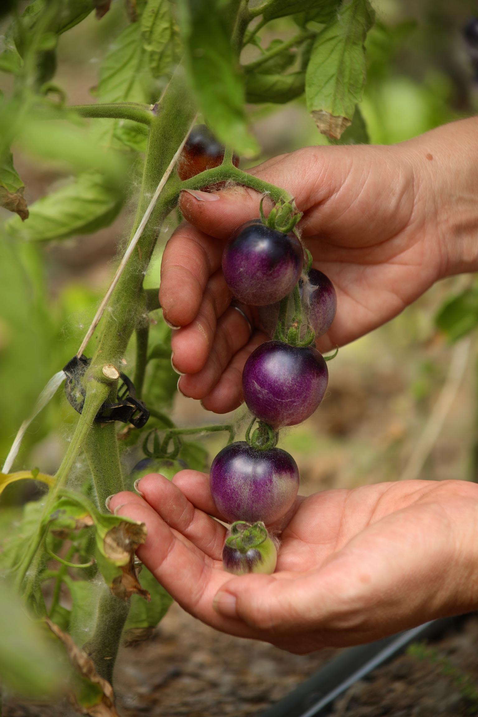 /sites/default/files/2025-10/pb_121602_casa-fresco-farm-nm.jpg