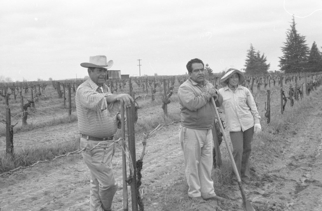 Three farmworkers standing alongside their crops.