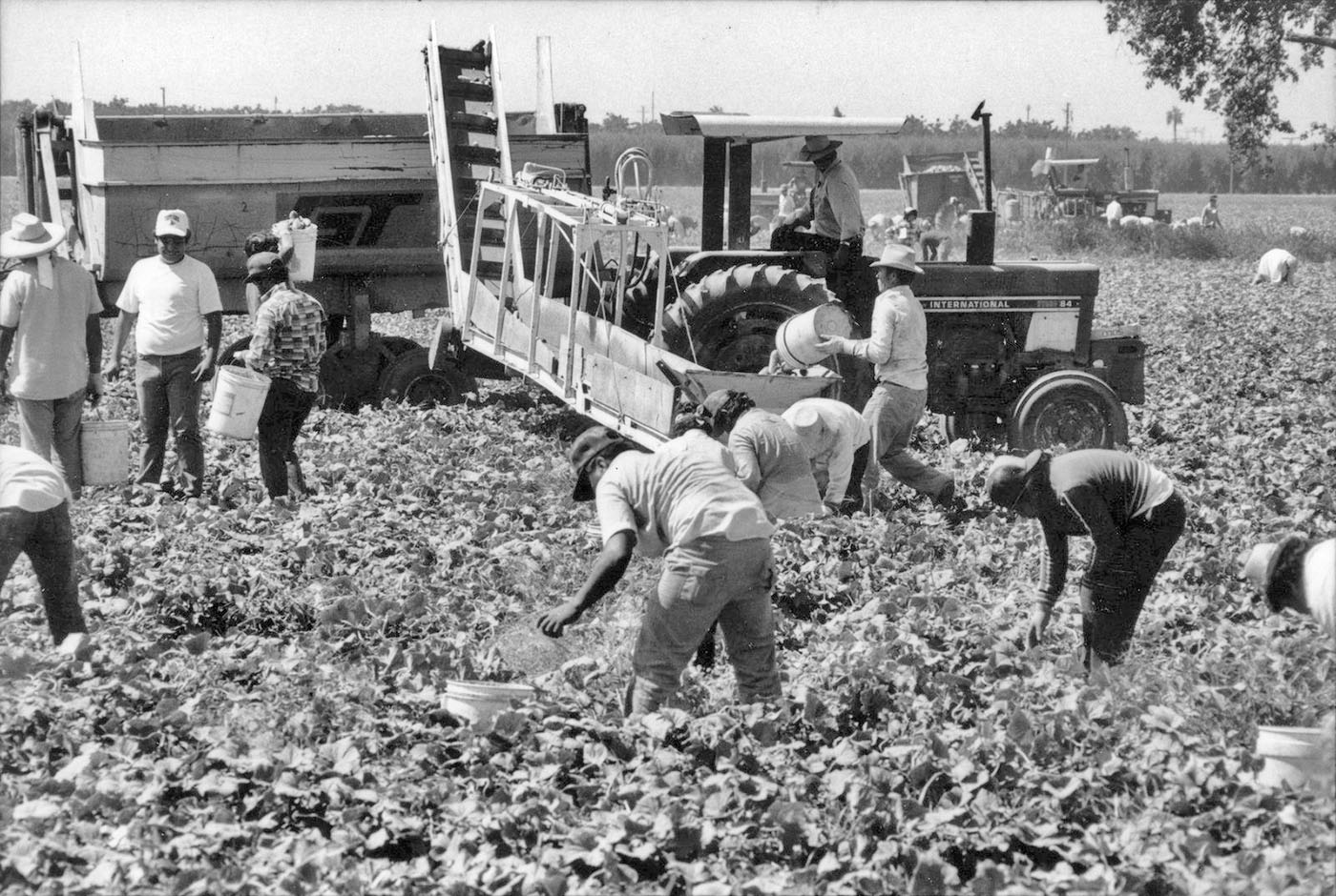 Farmworkers working in the field