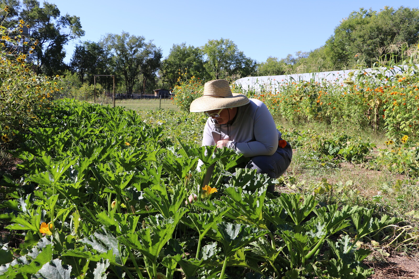 New Mexico harvest