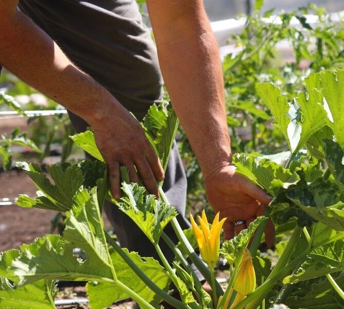 New Farm Bill proposal ignores growing hunger