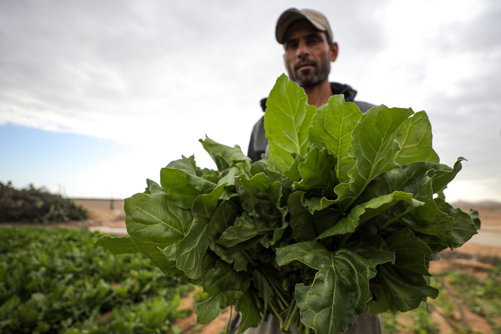 farmer holding up greens