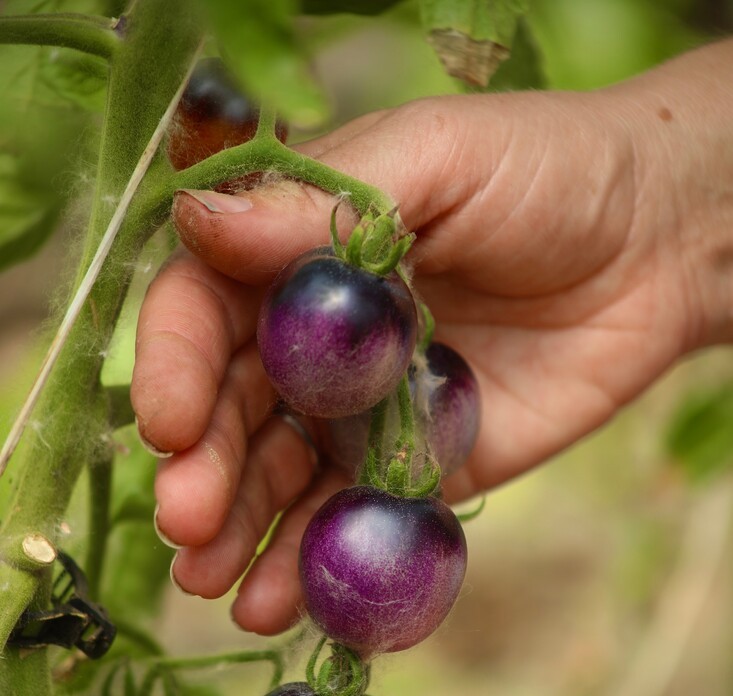 cherry tomatoes