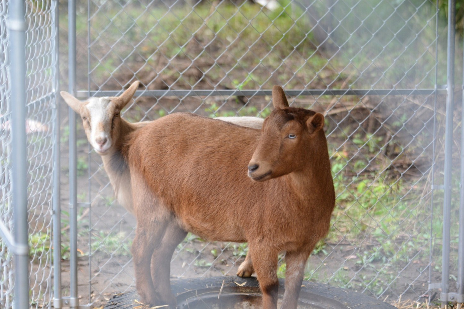 /sites/default/files/2026-10/sabastian-the-goat.jpg