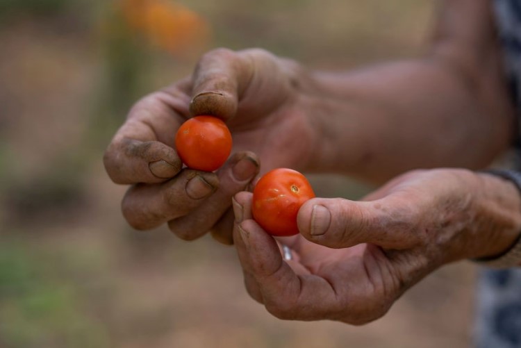 A close-up of hands holding cherry tomatoes.