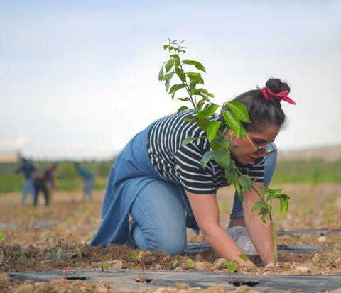 person planting flowers