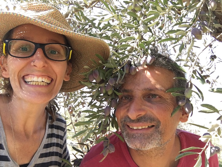 Harvesting olives at the arboretum Mashjar Juthour we are building in Ramallah by Morgan Cooper